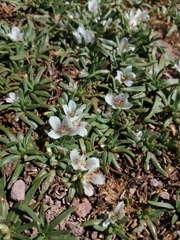 Calandrinia compacta