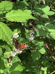 Aglais io