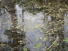 Potamogeton diversifolius