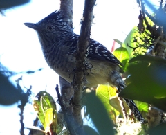 Thamnophilus zarumae