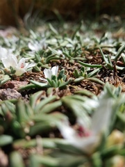 Calandrinia compacta