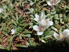 Calandrinia compacta