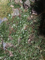 Calandrinia compacta