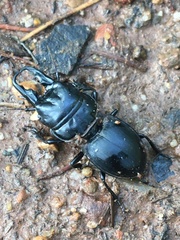 Pachyodontus languidus