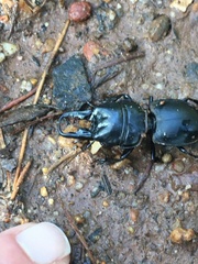 Pachyodontus languidus