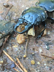 Pachyodontus languidus