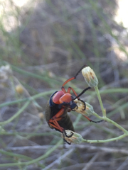 Lytta magister