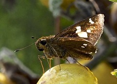 Hesperiidae