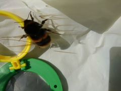 Bombus lucorum