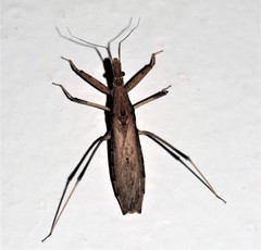 Sastrapada australica