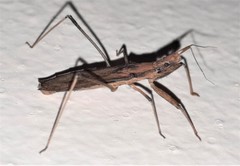 Sastrapada australica