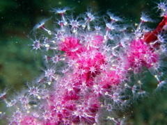 Alcyonium coralloides