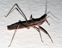 Sastrapada australica