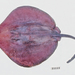 Plesiobatis daviesi - Photo (c) Ken Graham, algunos derechos reservados (CC BY-NC), subido por Ken Graham