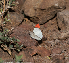 Colotis danae eupompe