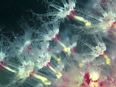 Alcyonium coralloides