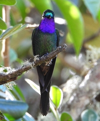 Heliangelus viola