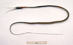 Nemichthys scolopaceus