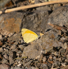 Colotis chrysonome