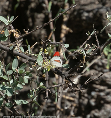 Colotis danae eupompe