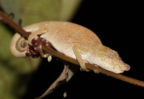 Deceptive Chameleon