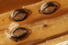 Meloderma desmazieri