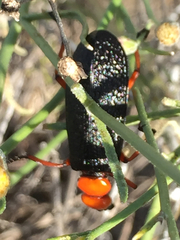 Lytta magister