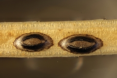 Meloderma desmazieri