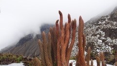 Phlegmariurus crassus