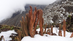 Phlegmariurus crassus