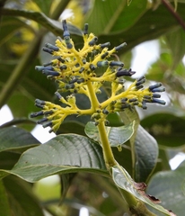 Palicourea weberbaueri