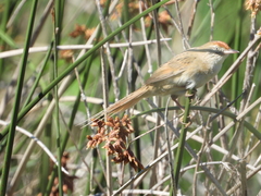 Spartonoica maluroides