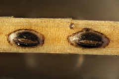Meloderma desmazieri
