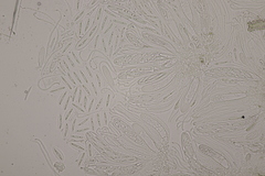 Meloderma desmazieri