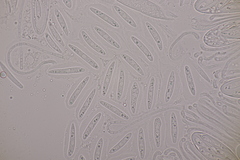 Meloderma desmazieri