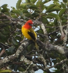 Piranga rubriceps