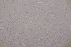 Meloderma desmazieri