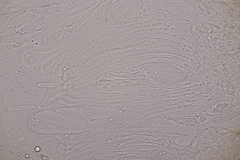 Meloderma desmazieri