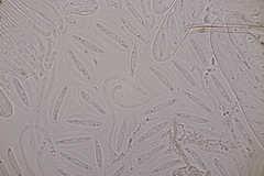 Meloderma desmazieri