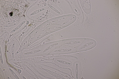 Meloderma desmazieri