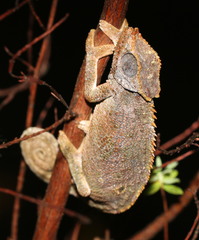 Trioceros balebicornutus