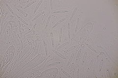 Meloderma desmazieri