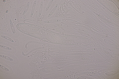 Meloderma desmazieri