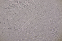 Meloderma desmazieri