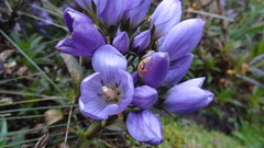 Gentianella foliosa