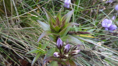 Gentianella foliosa