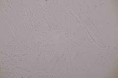 Meloderma desmazieri