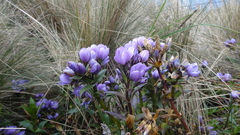 Gentianella foliosa