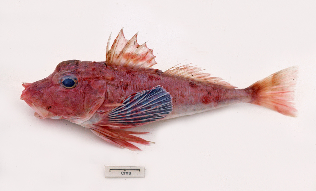 Little Red Gurnard
