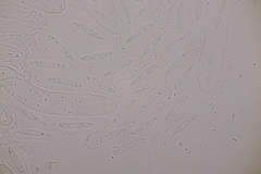 Meloderma desmazieri